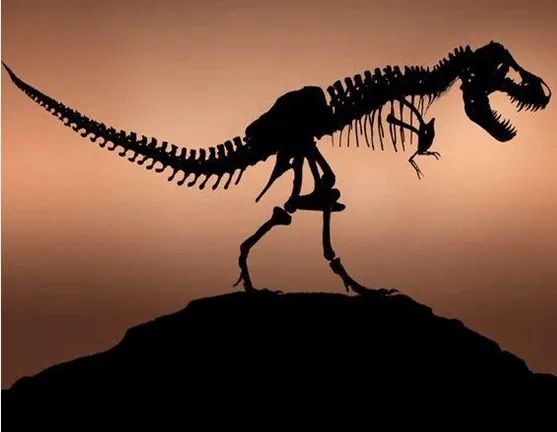 寻找遗失的恐龙世界|西北大学博物馆文创体验营第18期寻找遗失的恐龙世界之“恐龙都有好身材”亲子体验项目报名啦！