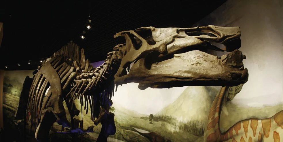 寻找遗失的恐龙世界|西北大学博物馆文创体验营第11期寻找遗失的恐龙世界之远古密码-化石亲子体验项目报名啦！