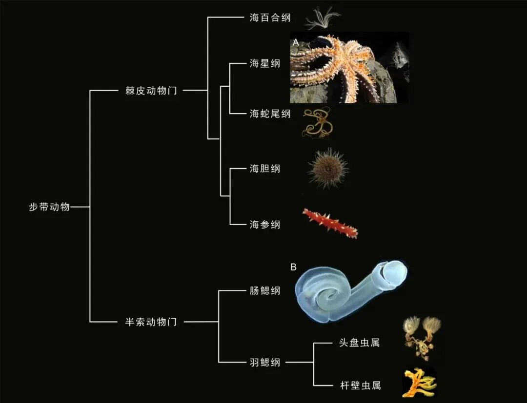 地球馆新发现/5.18亿年前的“玉净瓶”